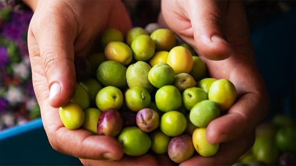 Şarköy zeytinyağı için tarihi tescil: Coğrafi işaret resmen alındı