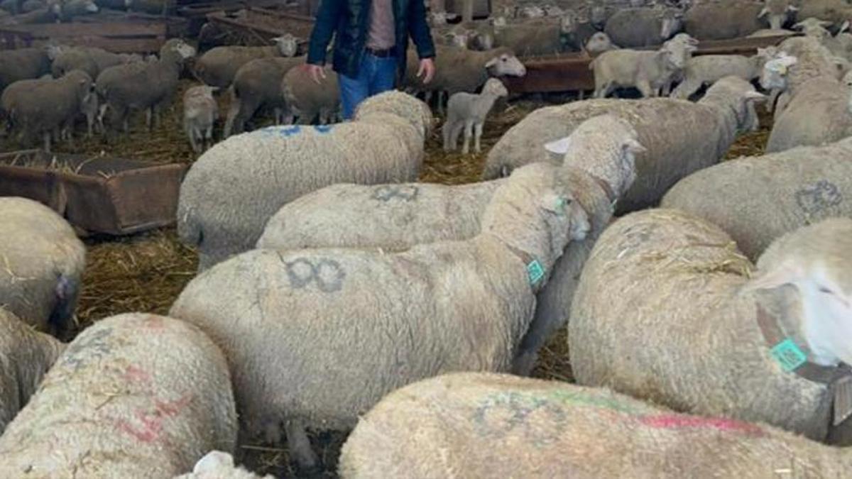 Türkiye'de yün krizi! Üretim var, pazar yok