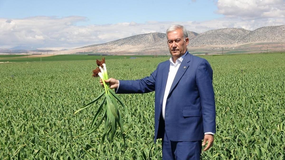 Yüksek rekolte ve kaliteli ürün umudu! Sofralardaki bu ürün sudan ucuz olacak