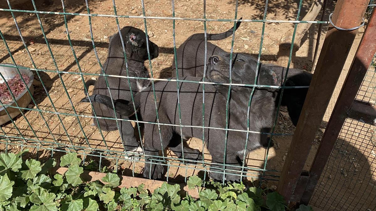 Yavru köpeklerin kulaklarını kesip satan üreticiye 327 bin TL para cezası