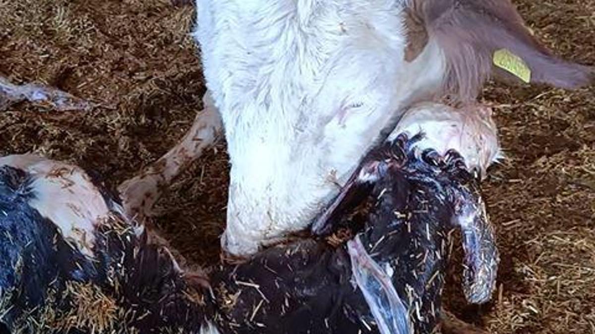 Kayseri’de yeni doğan buzağı ile annenin kavuşması kamerada