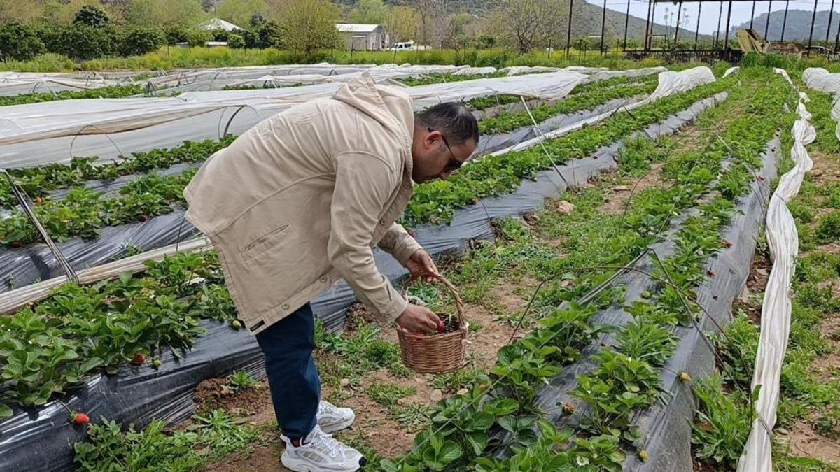Adana’da yeni yöntem! Hasadı çiftçi değil, vatandaş yapıyor