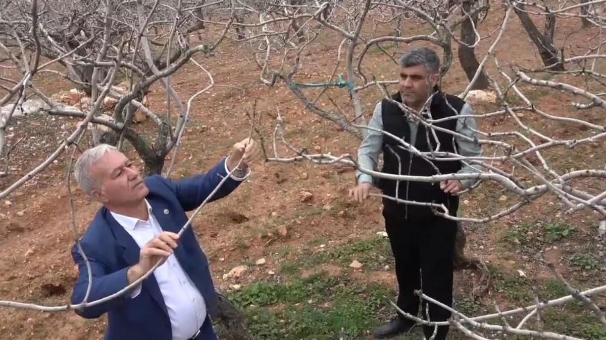 Kar ve yağmur bereketi fiyatları düşürecek! Yeni sezonda bu ürün tezgahlarda bol bol olacak