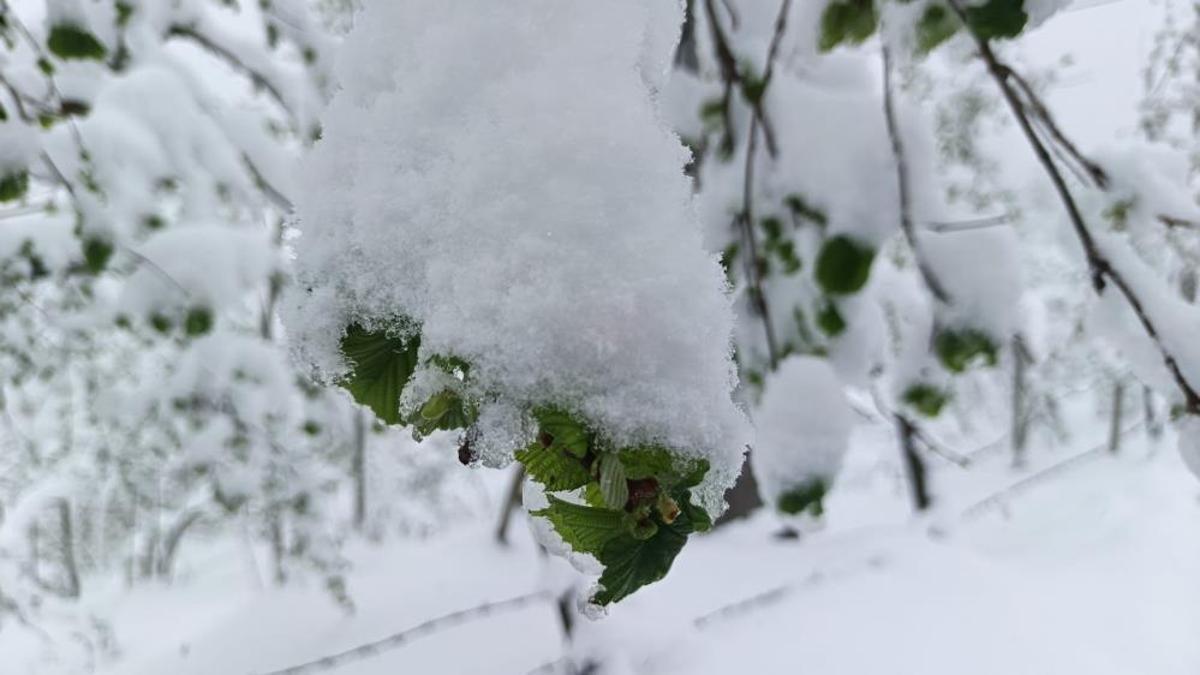Zirai don kapıda: Üreticiler dikkat! Meteoroloji tarih verdi: İşte detaylar