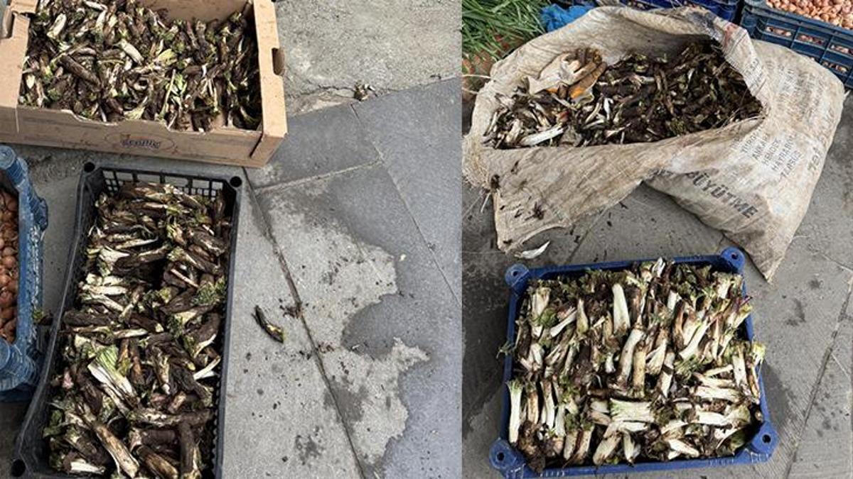 Doğada kendiliğinden yetişiyor! kilosu 250 liradan alıcı buluyor