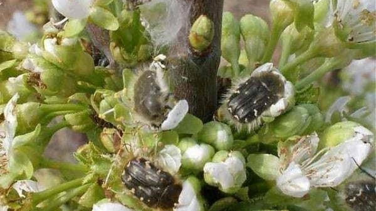 Erzincan'da çiftçilerin korkulu rüyası oldu: Tüm tarla sahipleri uyarıldı