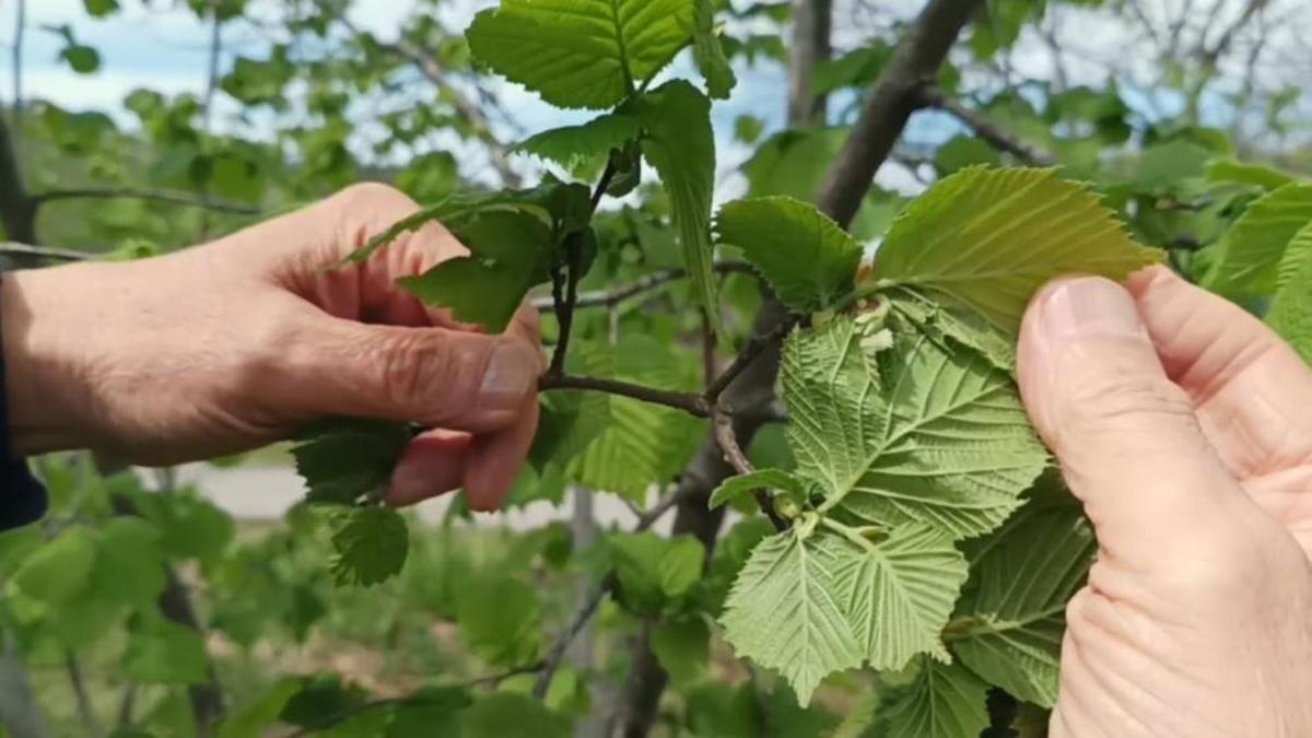 Giresun'da riskin adı belli oldu: Fındık üretimi bir tek onunla yok oluyor! Çiftçilerin nöbeti başladı