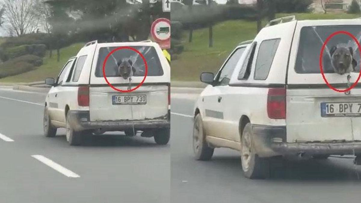 Aracın kırık camından etrafı izleyen köpek cep telefonu kamerasına yansıdı
