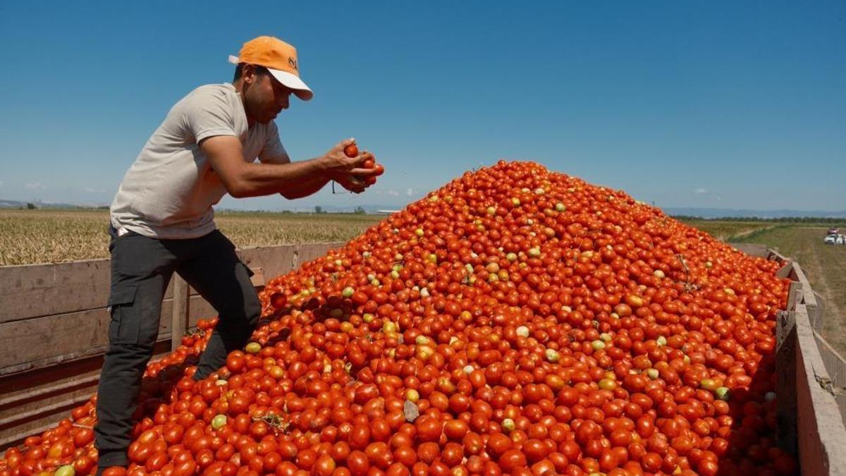 Bursa'da salçalık domates ekiminde "serbest"in fazla olması bekleniyor