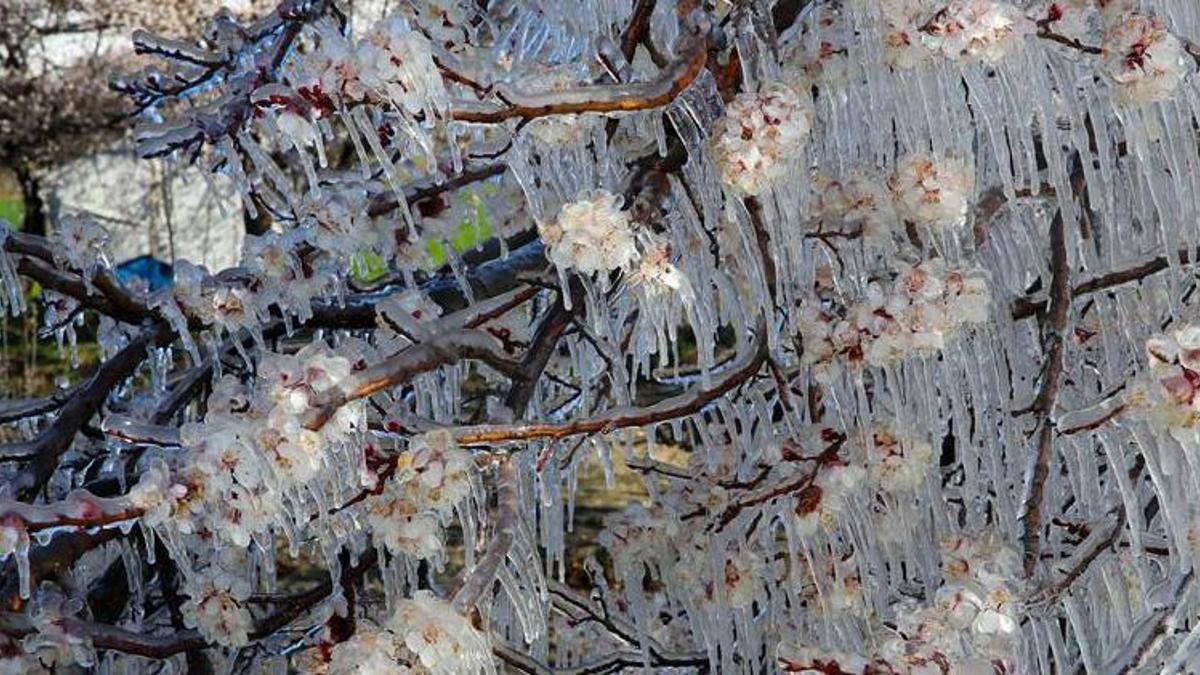 Eskişehirli üreticiler dikkat! Meteoroloji o saatleri işaret etti: Zirai don uyarısı