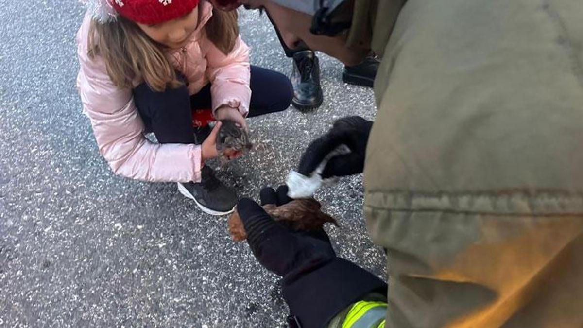 Düzce’de kanala düşen iki yavru kedi kalp masajıyla hayata döndü