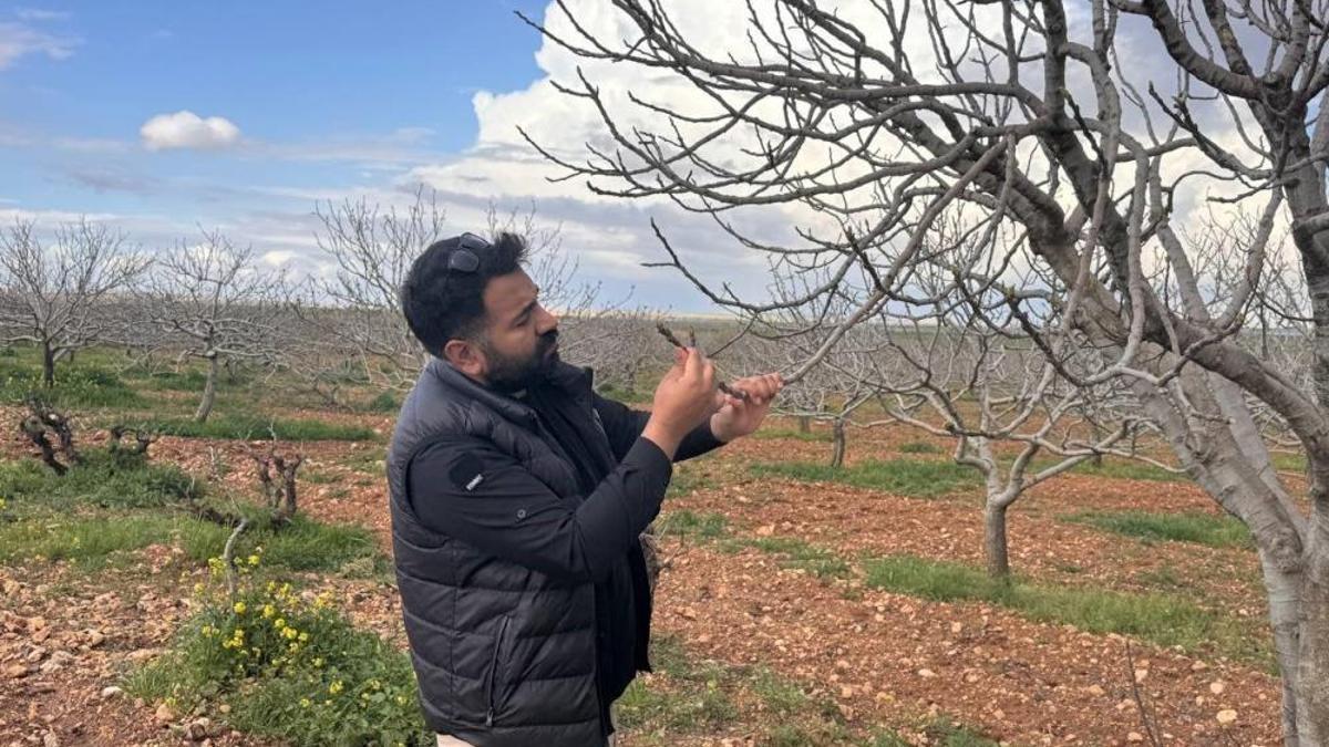 Antep fıstığında risk! Ciddi bir zarara yol açıyor