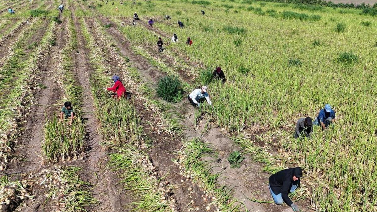 Turfanda hasat başladı! Yemeğin demirbaşının fiyatı 15 lira olacak