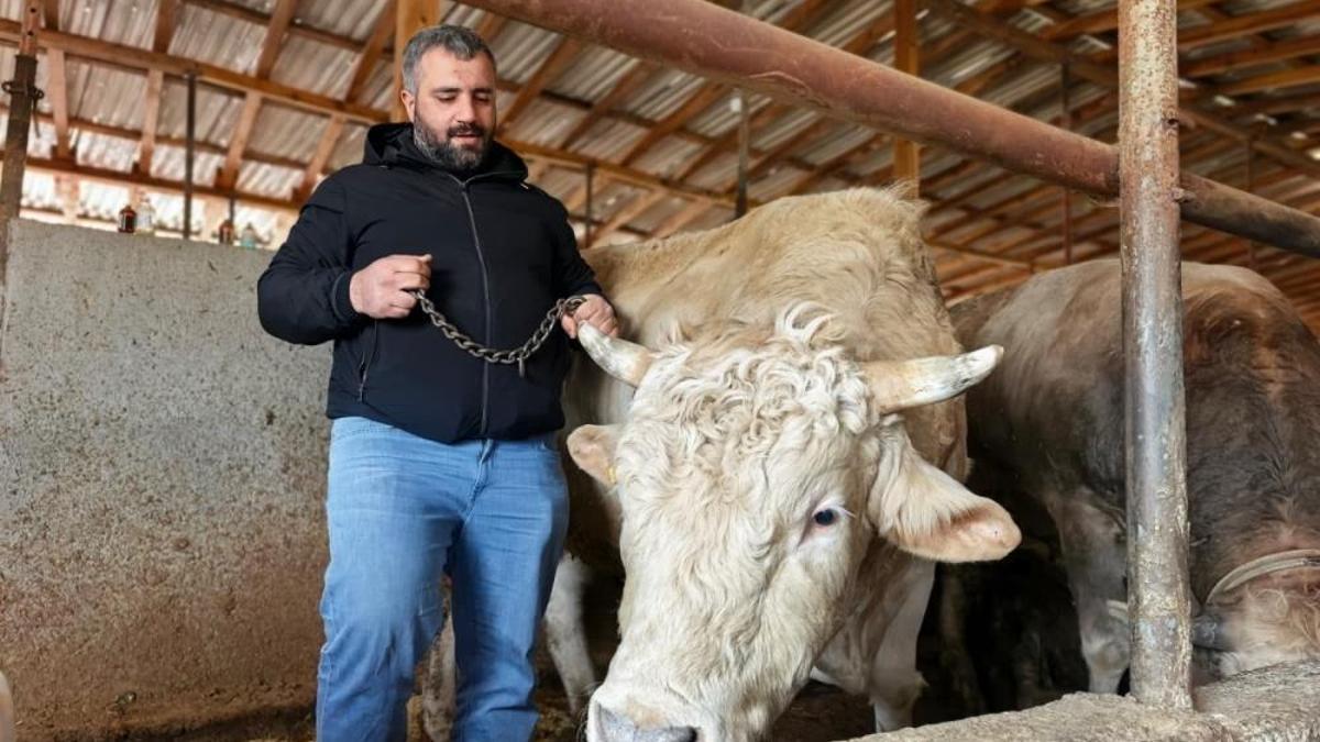Bursa'da kurbanlık hayvan satışı hızlandı! Tonluk 'Paşa' 500 bin lira
