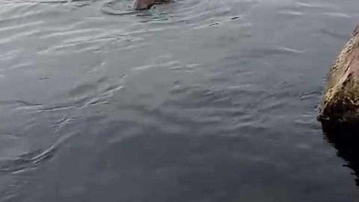 Su samuru oltaya takılan balığı yakalayıp kaçtı
