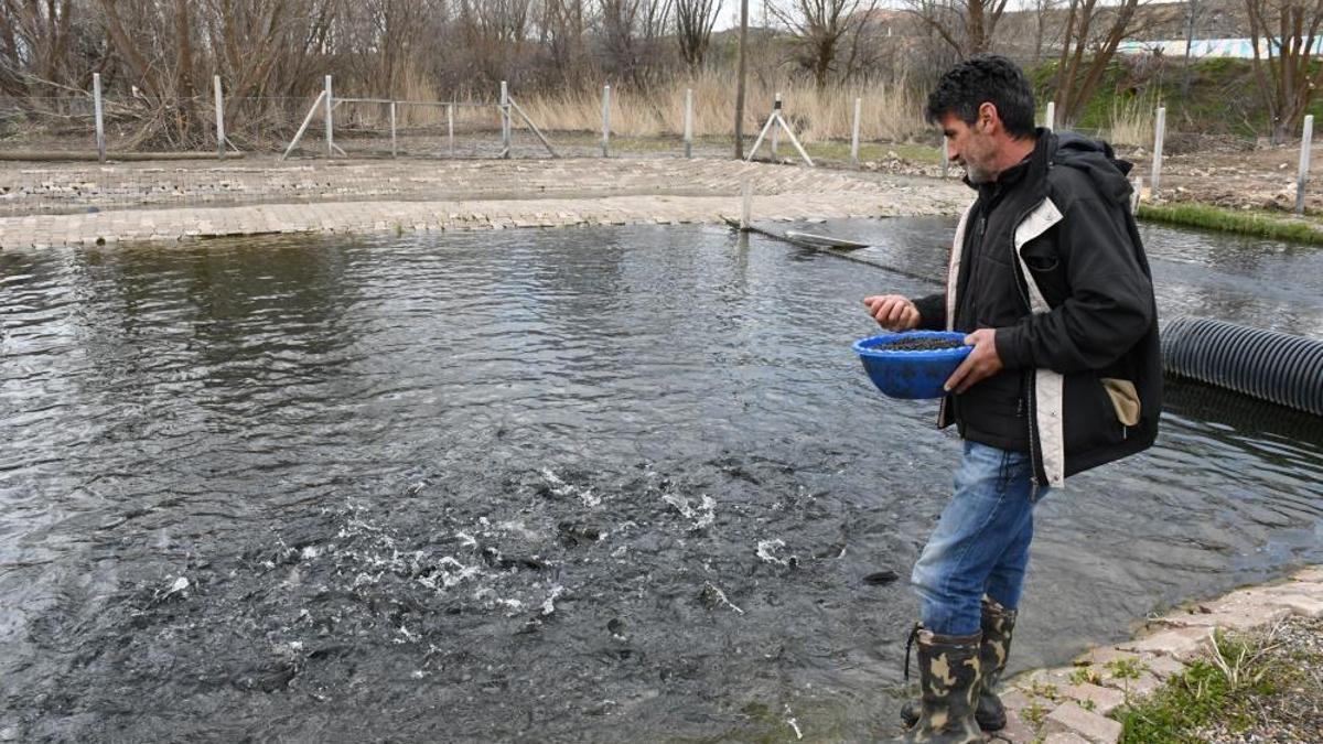 Kaynak suyunda yetişiyor, kilogramı 300 liradan satılıyor