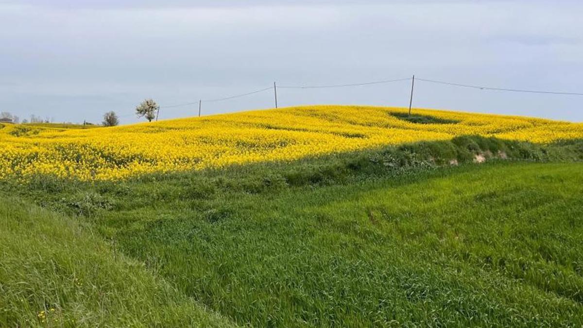 Tekirdağ'da boş yer kalmadı! Üzüm, ayçiçeği değil köylüler artık sadece onu ekiyor