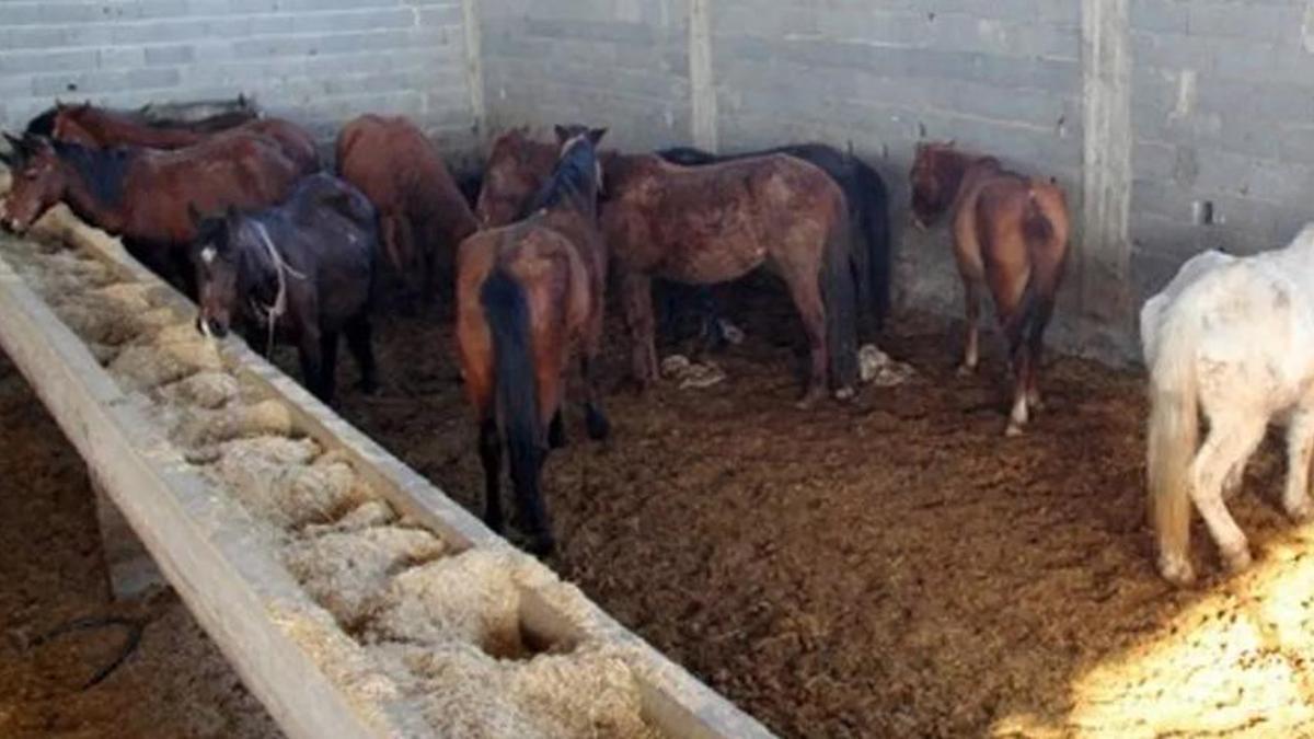 İzmir'de rezalet patladı! Restoranda at ve eşek eti yedirmişler