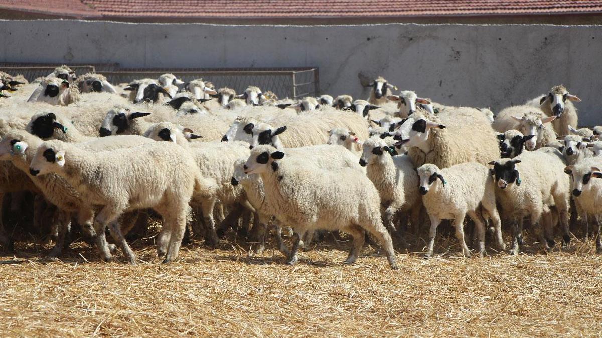 TİGEM 675 reforme koyun ve koç satışa çıkarıyor: Resmi Gazete'de yayımlandı
