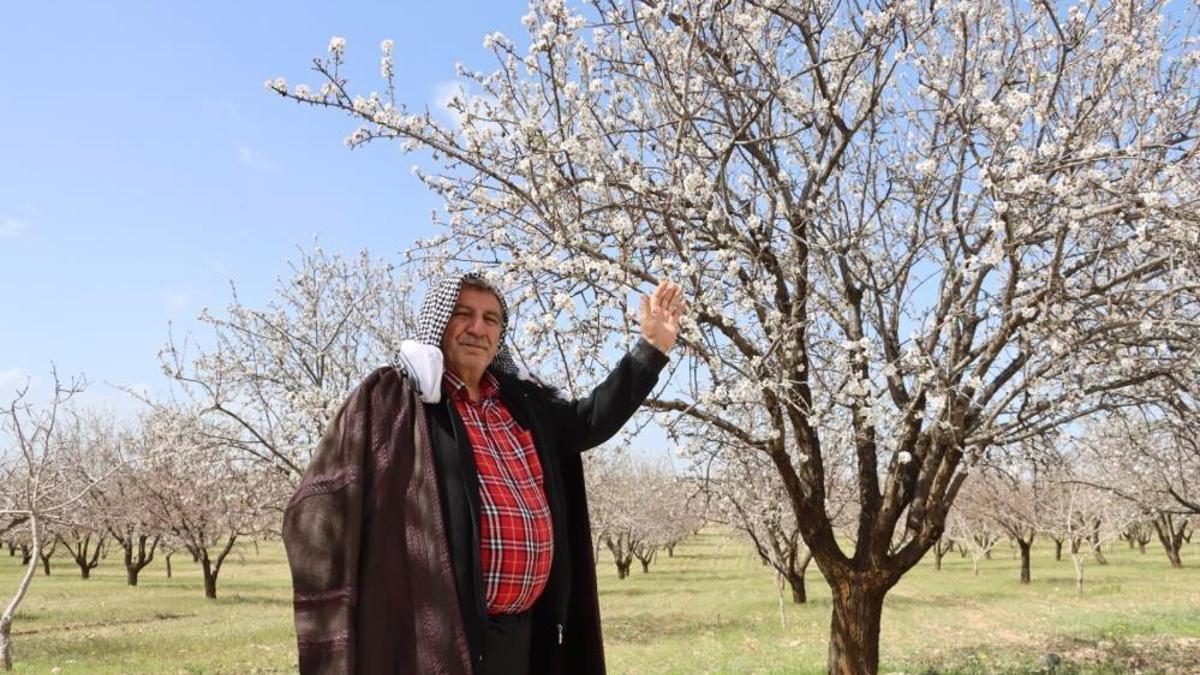 Badem üretimi bu iki ilin tekeline giriyor! Türkiye de dünya da buradan alacak