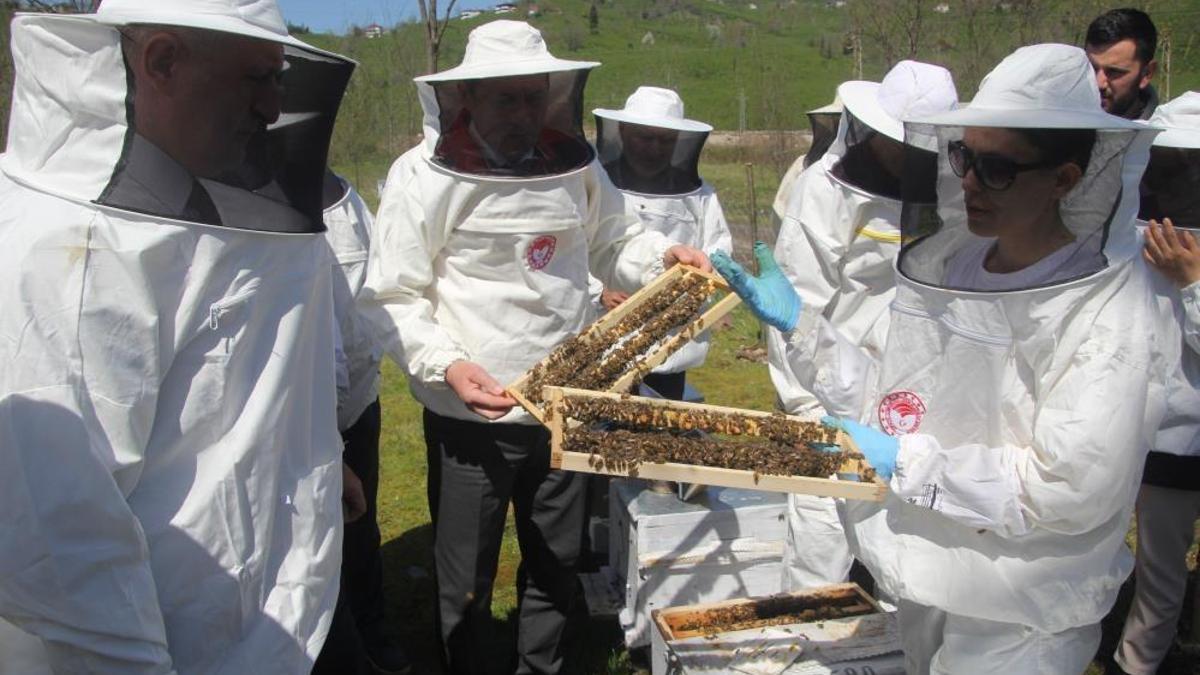 Ordu'da kraliçe arı hamlesi! Arıcılar hem üretecek hem satacak