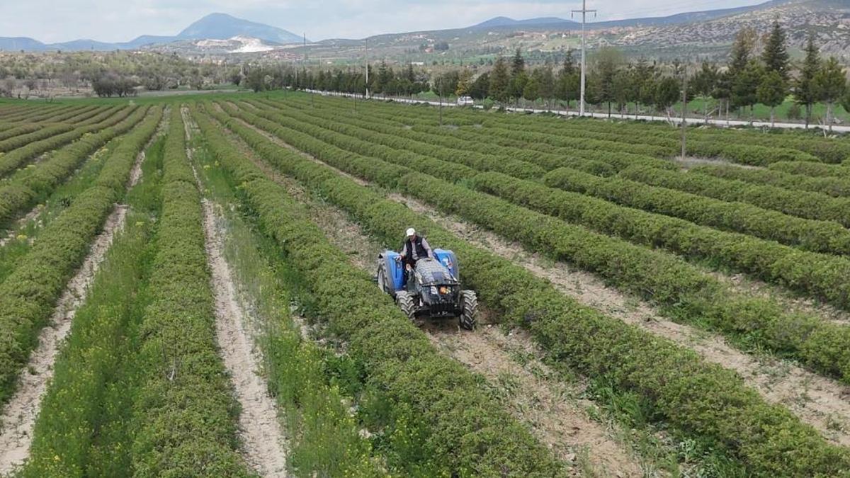 Sabunundan şampuanına reçelinden losyonuna kadar üretiliyor! Bu il Türkiye'nin ihtiyacını tek başına karşılıyor