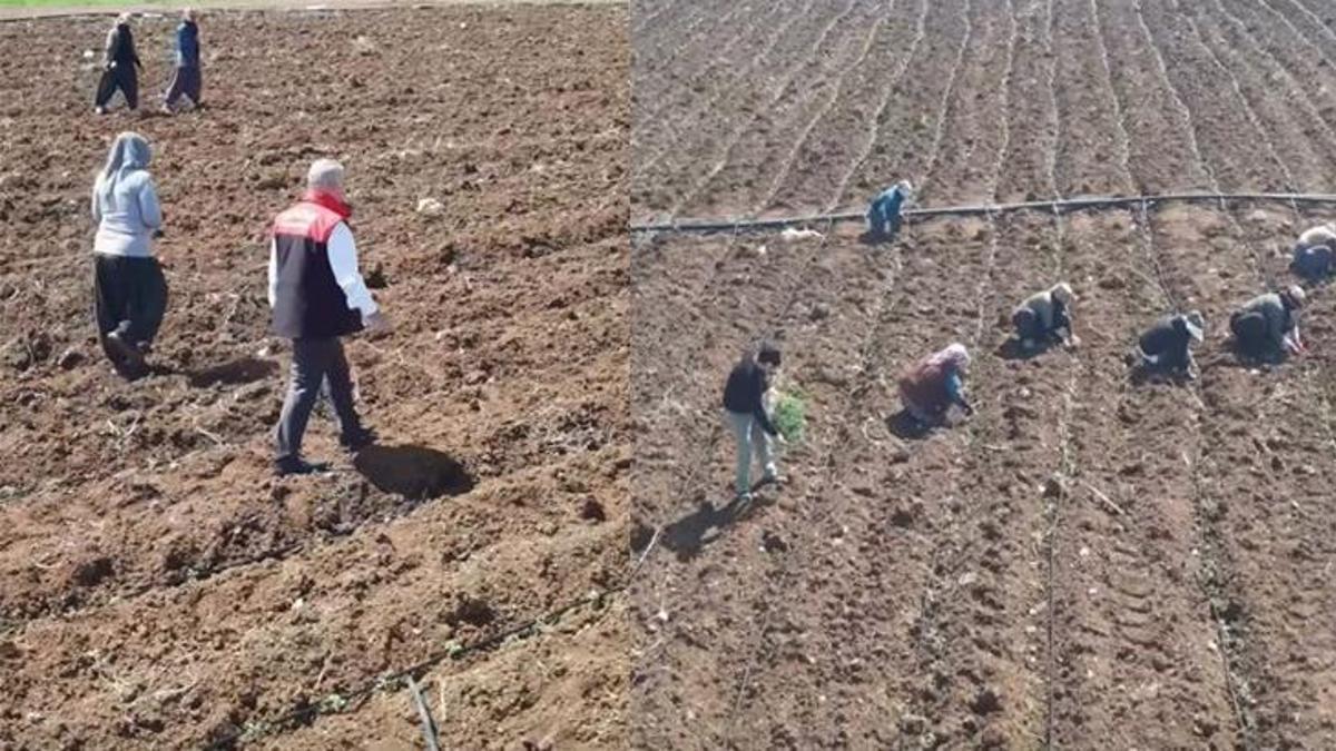 Elazığ’da domates üretiminde yeni sezon başladı