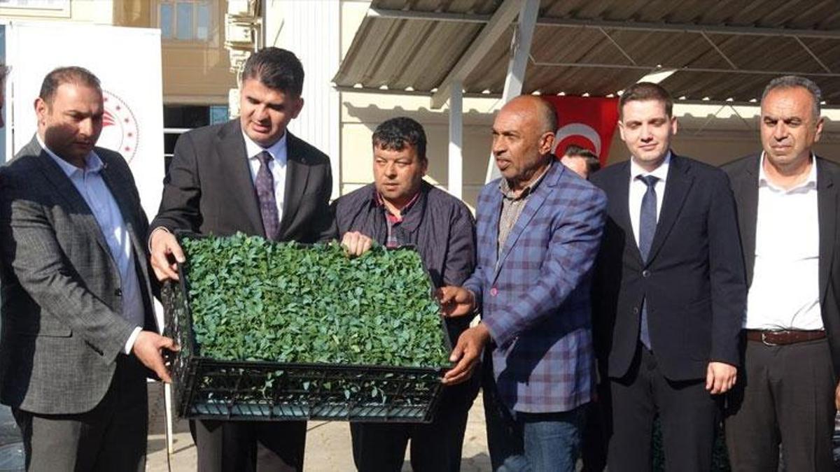 Kilis'te çiftçilere büyük destek: Yüzde 50 hibeli olarak dağıtıldı