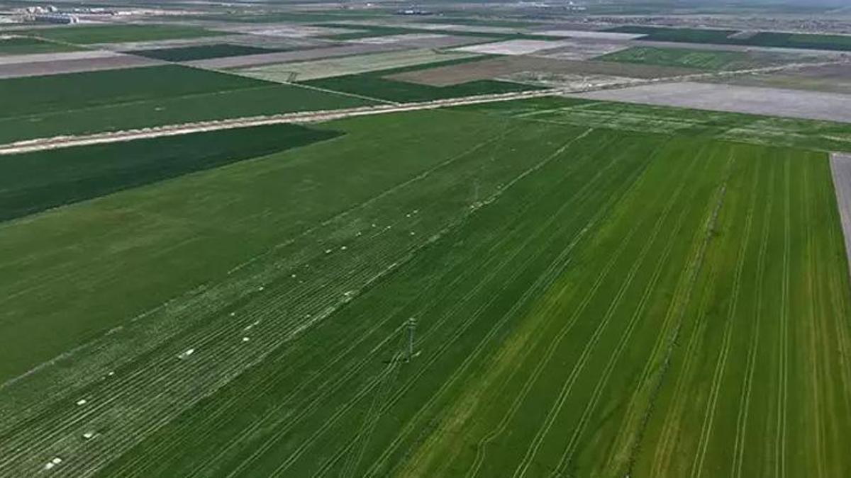 Konya Ovası'nda yağışlarla hububatta 500 bin ton rekolte artışı bekleniyor