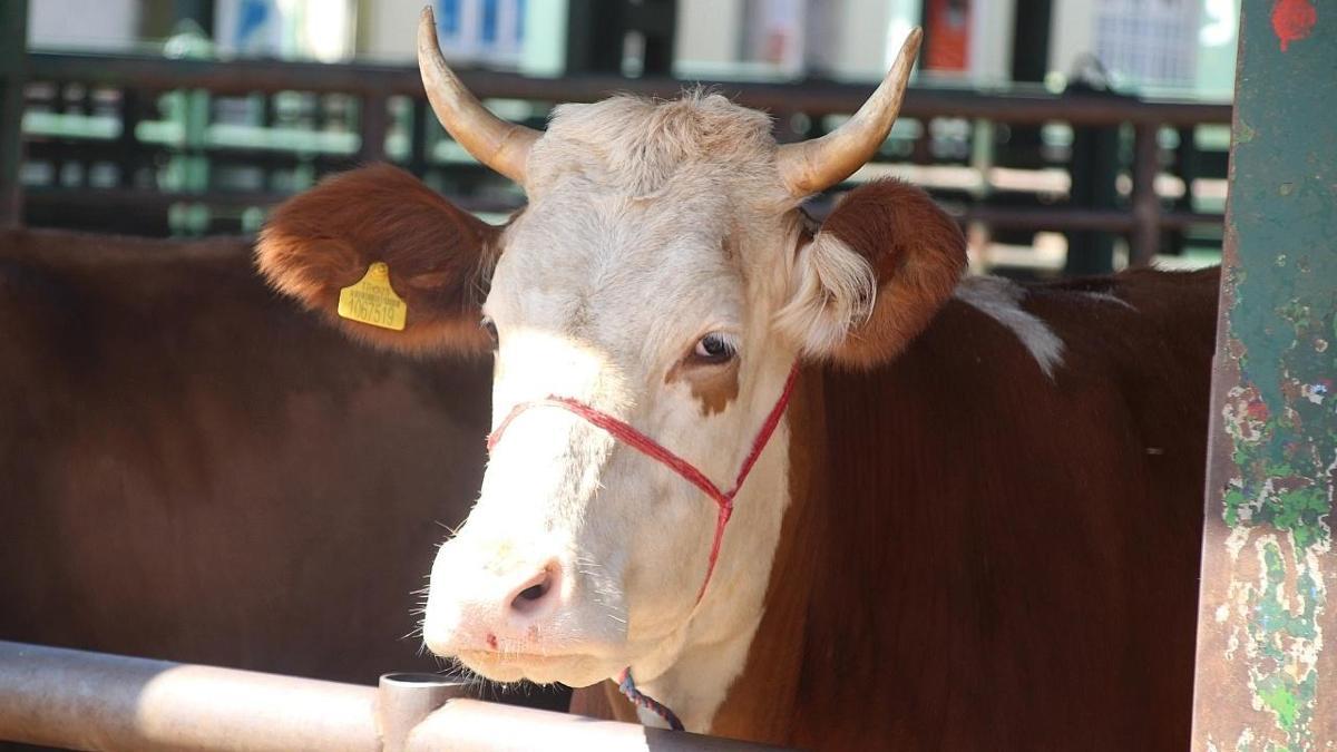 Malatya'da büyükbaş ve küçükbaş kesim ücretleri belli oldu