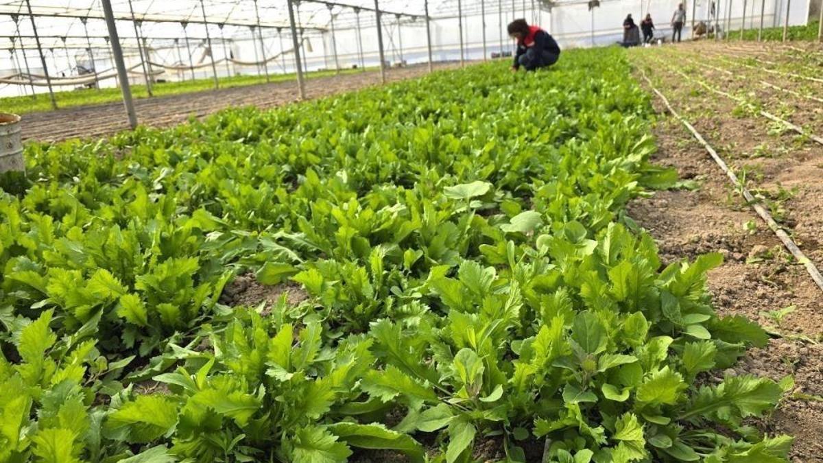 Afyon'da her serada görüldü: Ekipler harekete geçti, acil denetim başladı