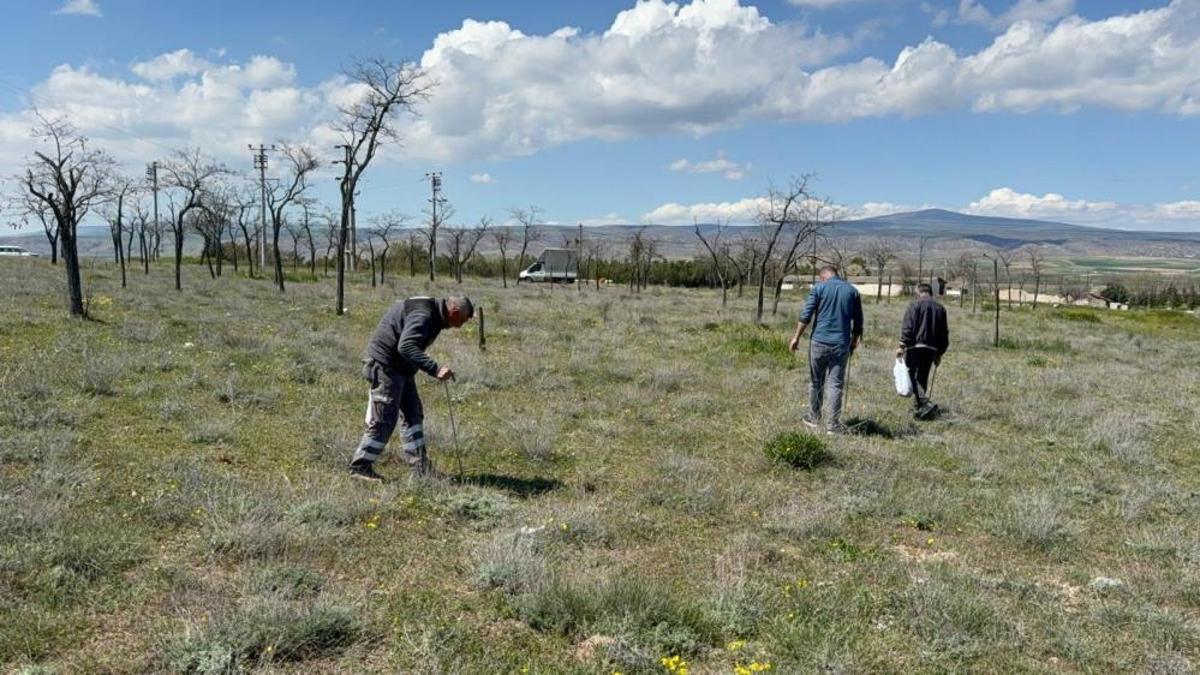 Görüntüsü patates değeri altın! Eskişehir'de 3 aylık para kazanma yöntemi oldu