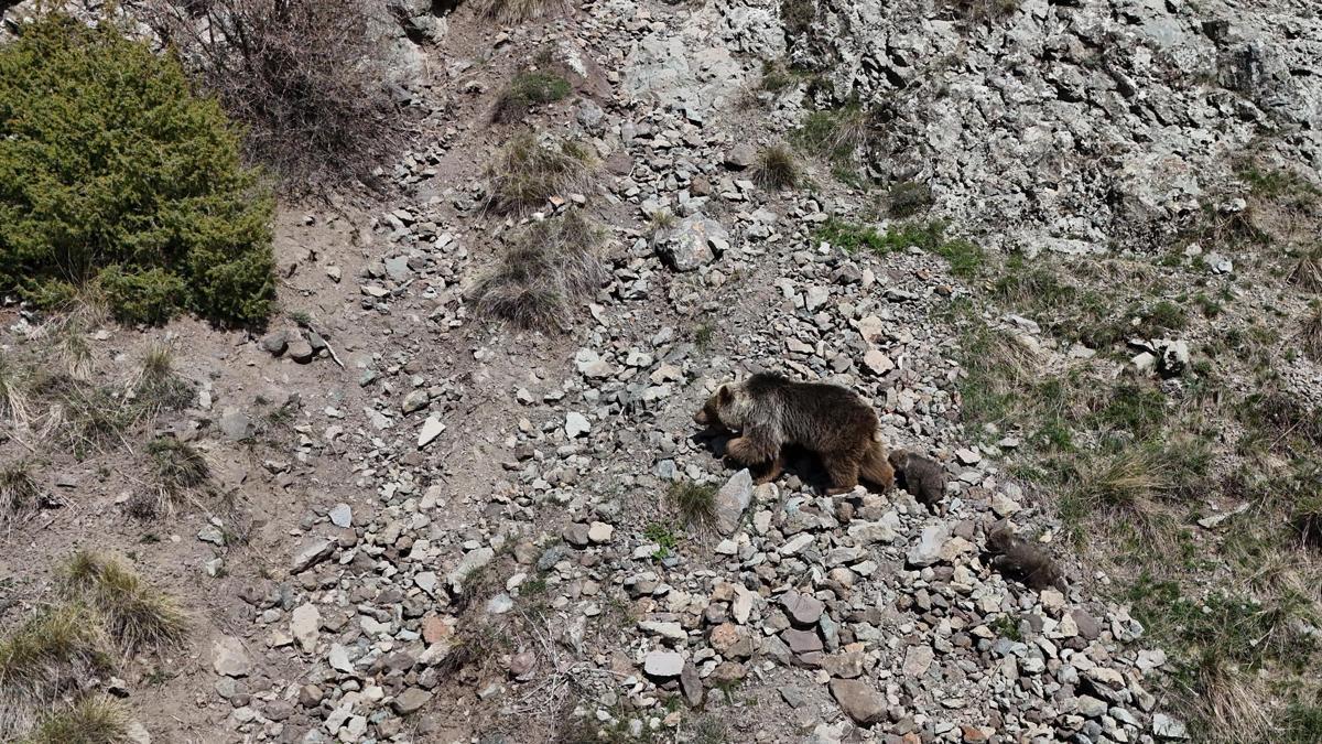 Bozayı ve 2 yavrusu dronla görüntülendi