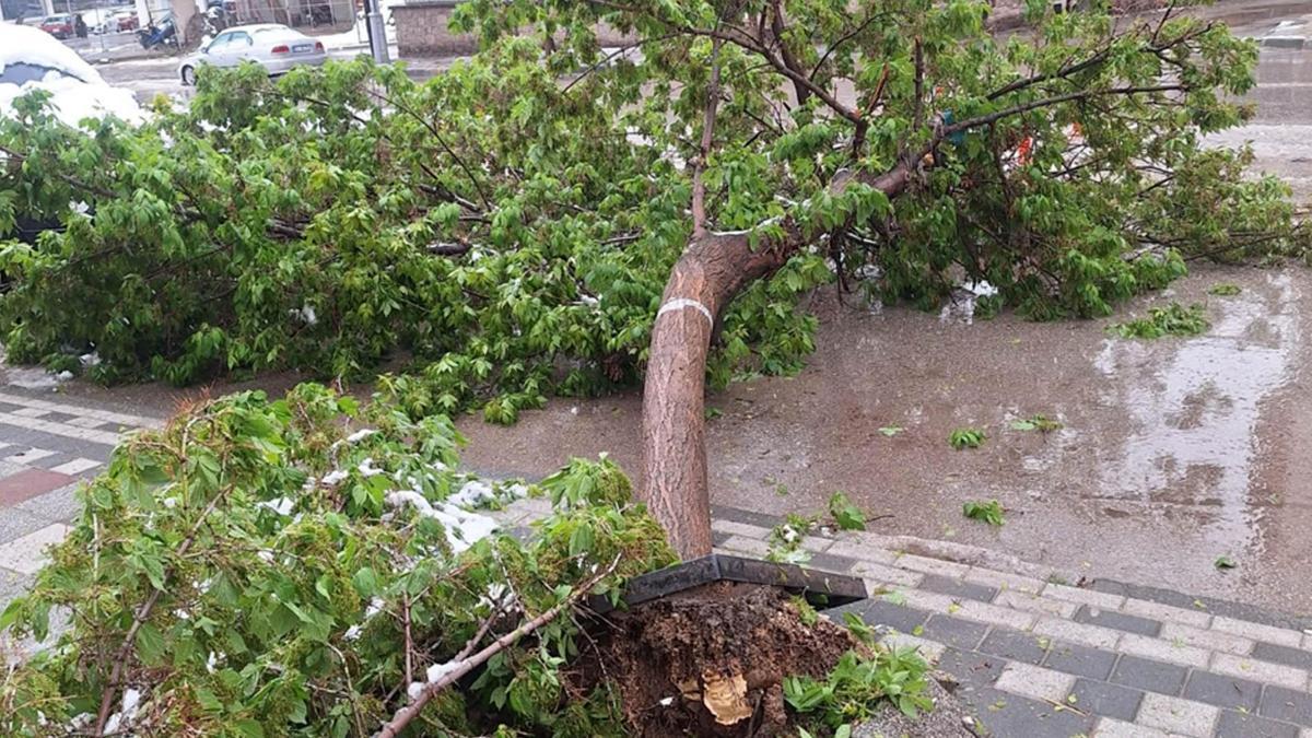 Karın ağırlığına dayanamayan ağaçlar devrildi