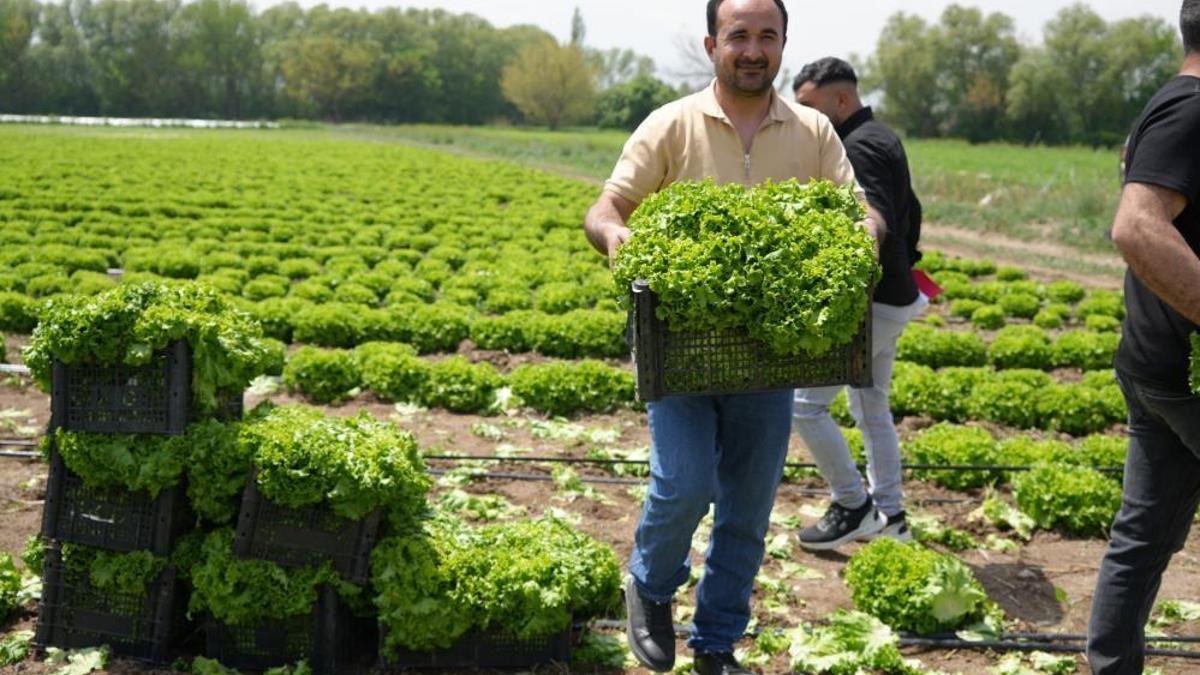 Doğu'nun tarım başkenti Iğdır'da sezonun ilk hasadı marulla başladı