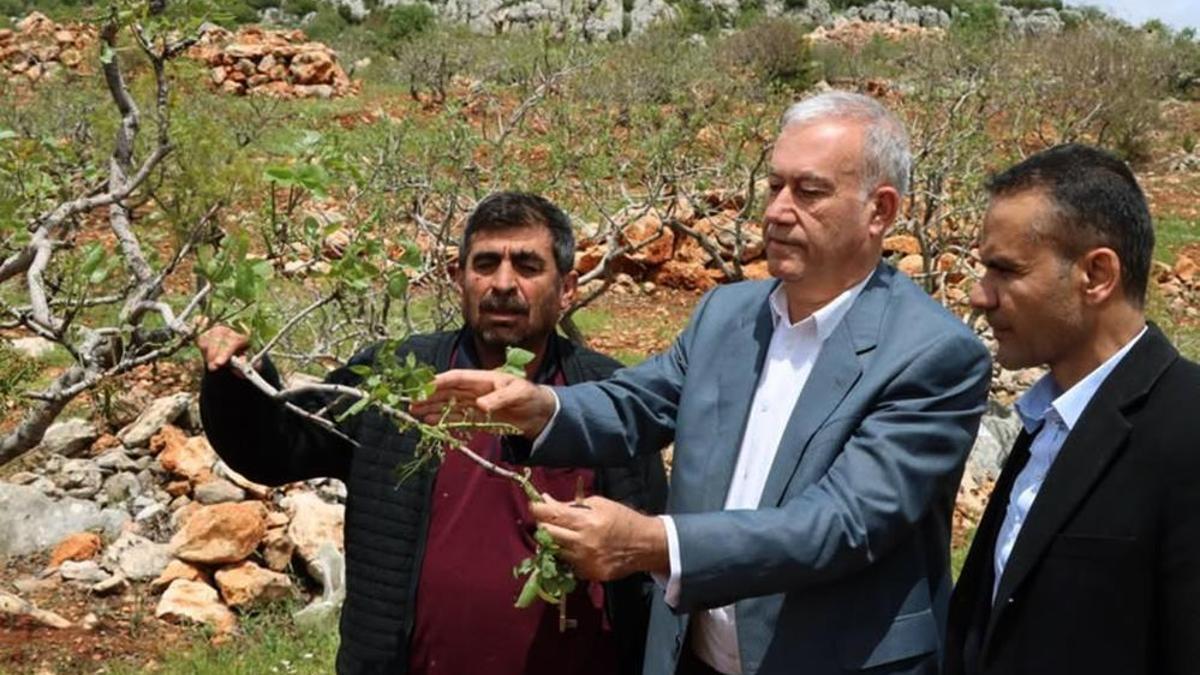 Gaziantep'te 'süper hücre' fırtınası fıstık bahçelerine zarar verdi