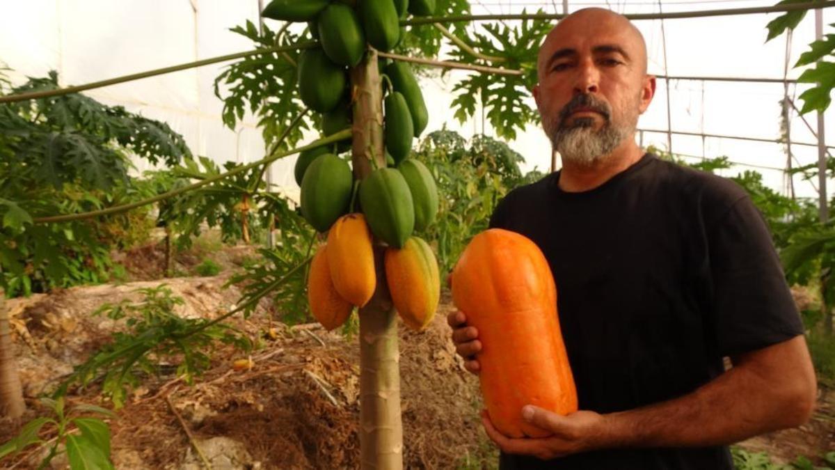 Tropikaldi şimdi Antalya'nın meyvesi oldu! Hasadı başladı, kilosu 90 TL'ye kadar çıkıyor