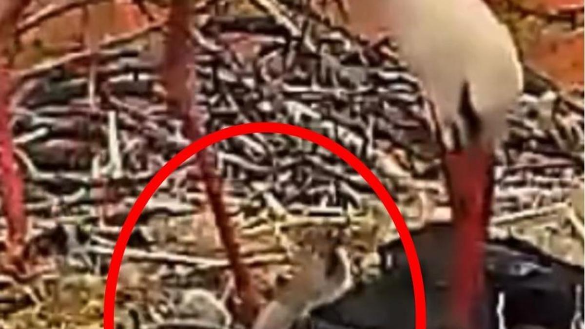 Yaren leylek ile Nazlı'nın 5 yavrusu oldu