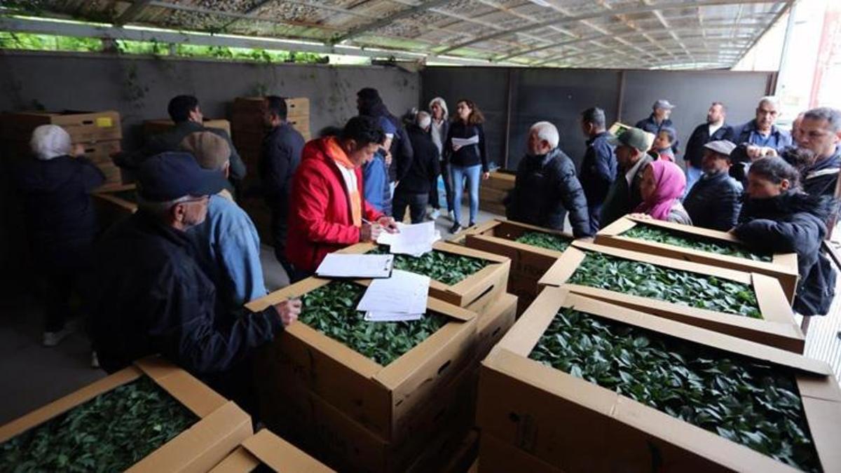 Muğlalı üreticiye yüzde 75 hibe müjdesi! 500 bin fide toprakla buluşuyor