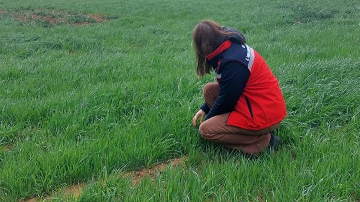 Buğdayın düşmanına geçit yok! Uşak'ta teknik ekipler tarlalarda: Erken müdahale hayat kurtarıyor!