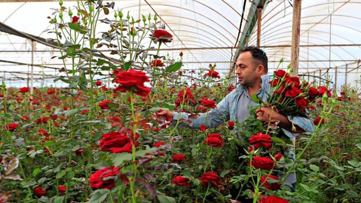 Arada 10 kat fark var! Üretici dertli: Serada 20 TL'den satılıyor, fiyat uçurumu büyüyor