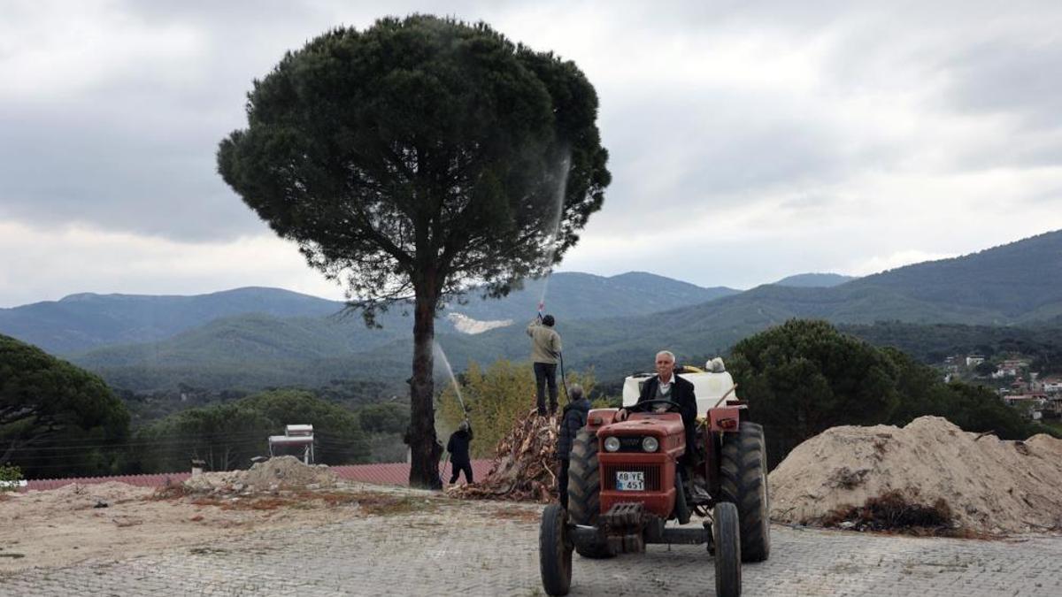 Muğla'da fıstık üreticisinin yüzü gülecek! Çam kozalağı zararlısına karşı doğal savaş başladı