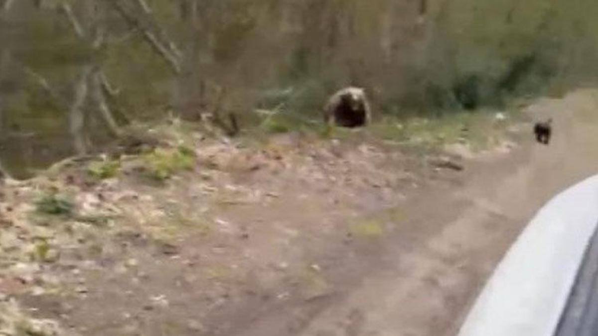 Kastamonu'da aracın arkasında koşan ayı kameraya yansıdı