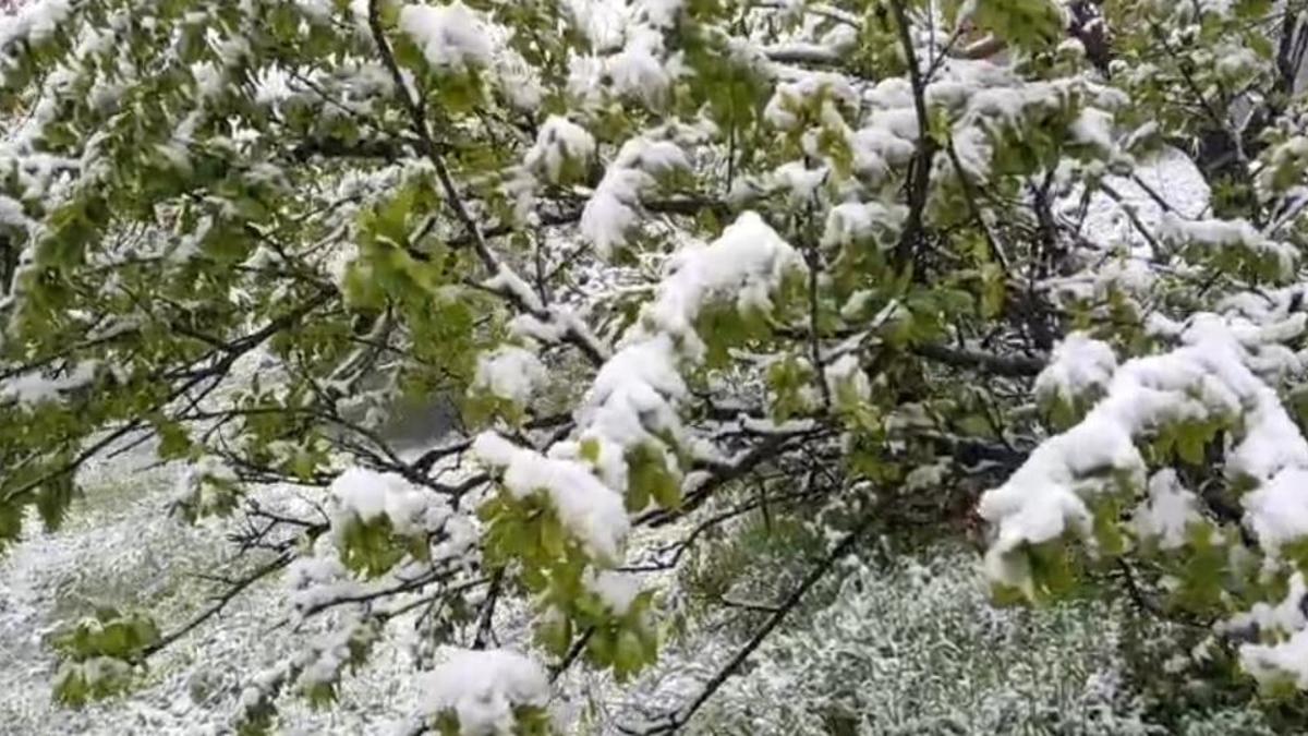 Adana'da mayıs ayında yağan kar, meyve bahçelerini beyaza bürüdü