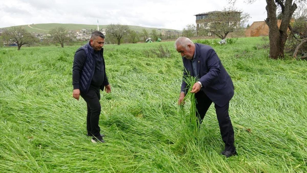 Gaziantep'te hububatı ‘süper hücre' vurdu