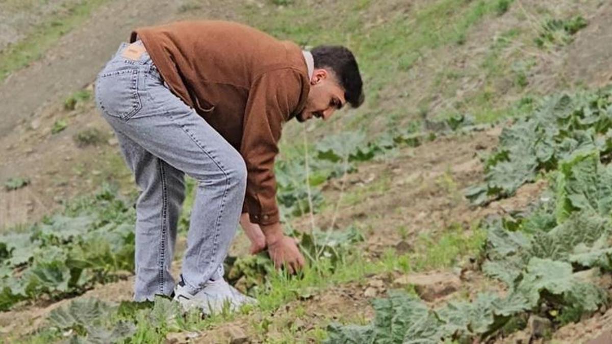 Dağlara tırmanıyorlar, toplamak için saatlerce yürüyorlar! Vatandaşın yeni gelir kapısı oldu