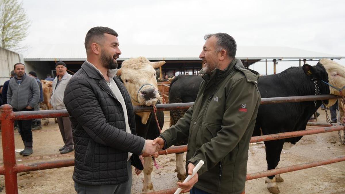 Kurban Bayramı hareketliliği! 850 kilogramlık tosun 340 bin liraya alıcı buldu