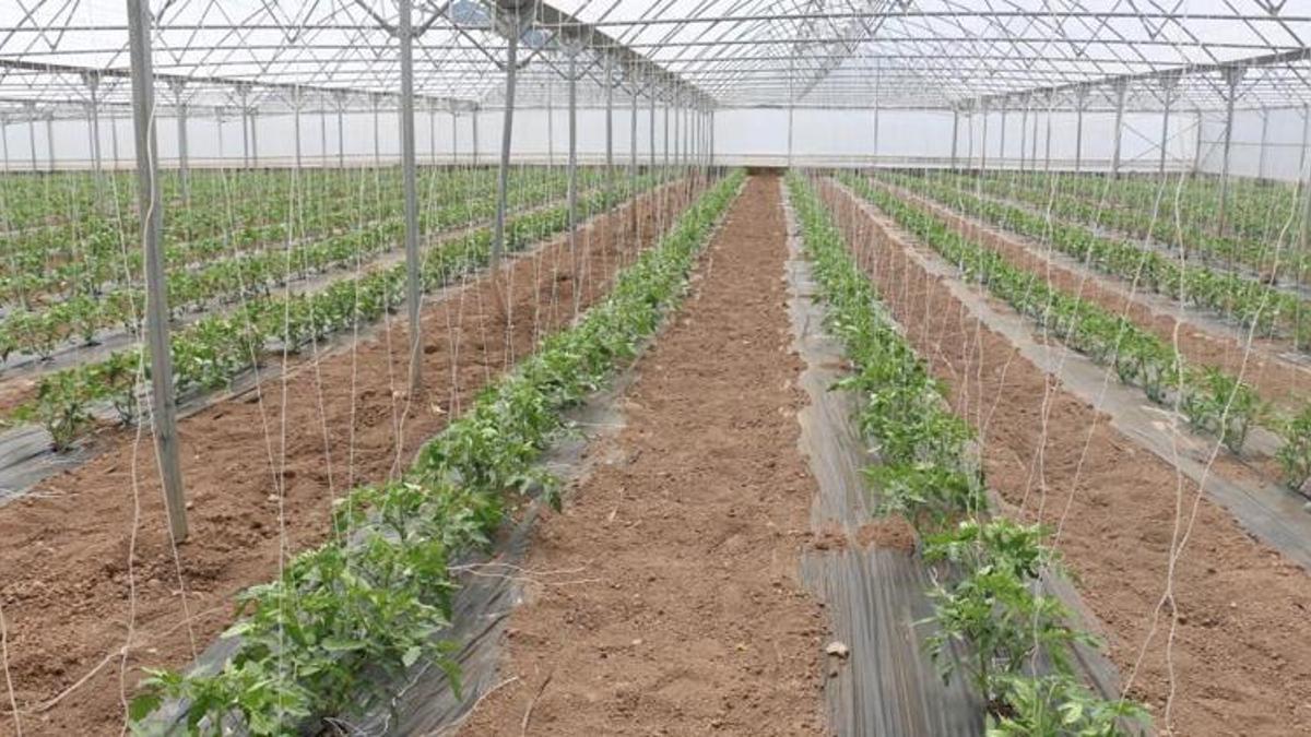 Erzincan’da kurdular, çevre iller sıraya girdi! 3 farklı ürün hasadıyla rekor kırdılar