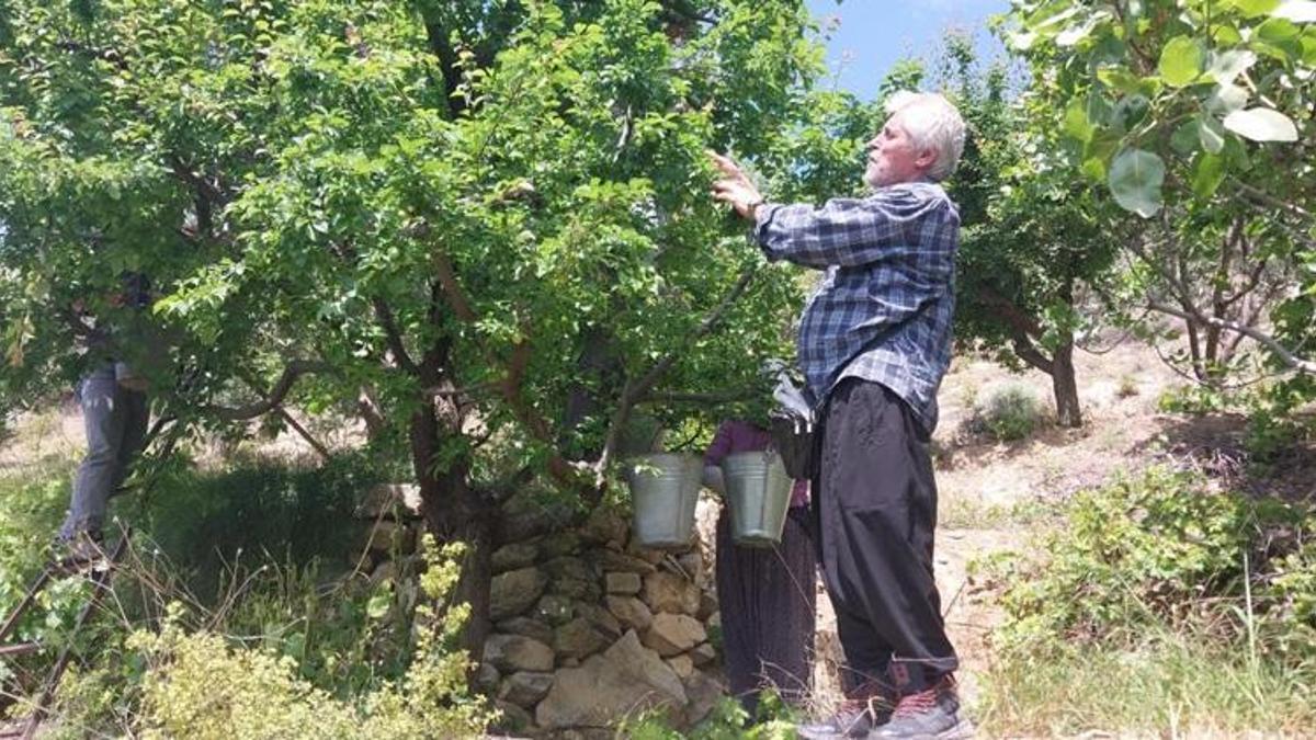 Kilosu bir dönem 10 bin TL’ydi! Mersin'de açık alanda hasat başladı, fiyatı duyan bahçeye koşuyor