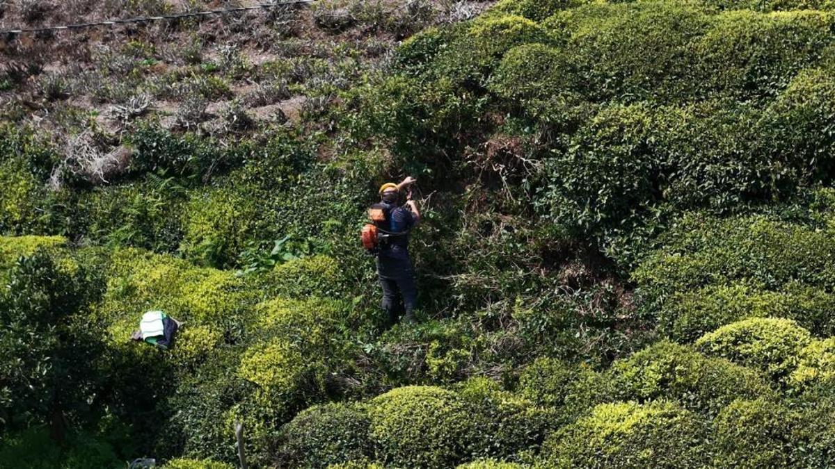 Karadeniz'de 2026 yaş çay sezonu için tarih verildi: Gözler yeni fiyatta!